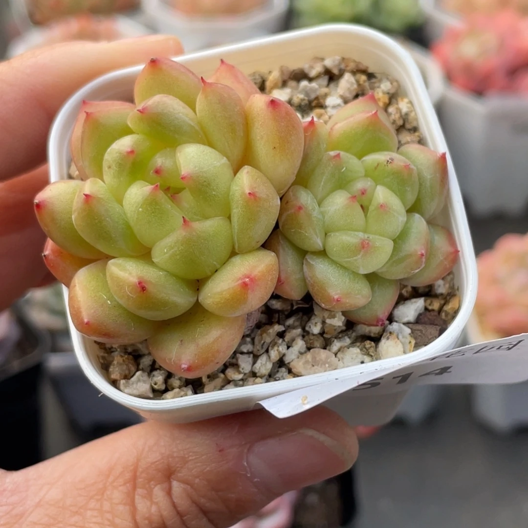 514号糖心冰心珍妮