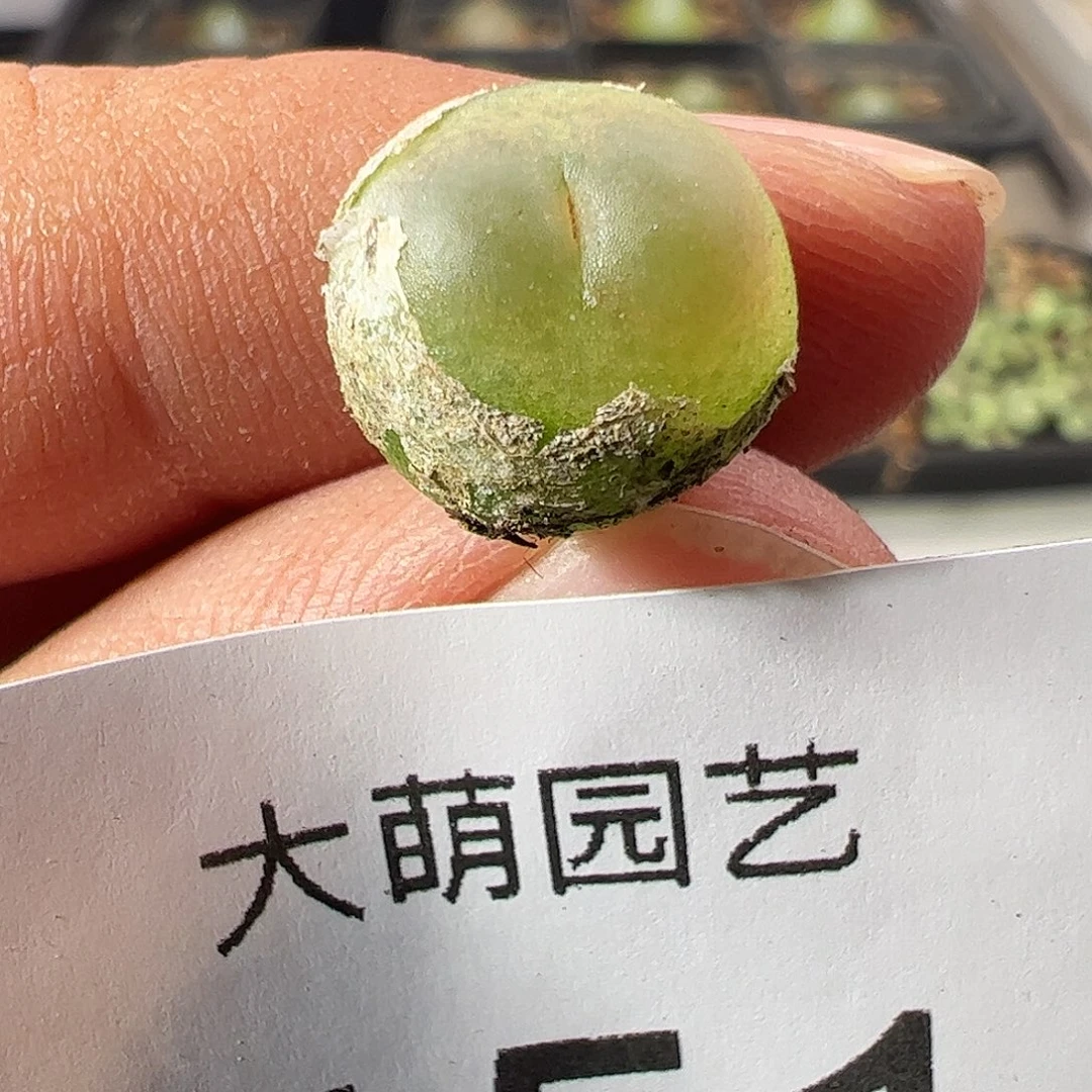 一物一拍。      451
