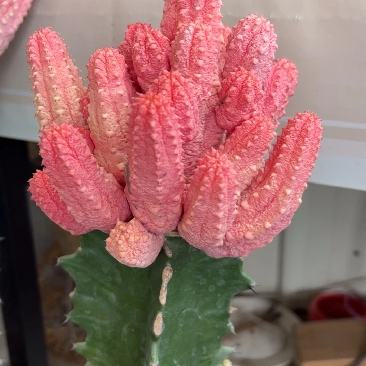 怪桩粉亚迪11111111