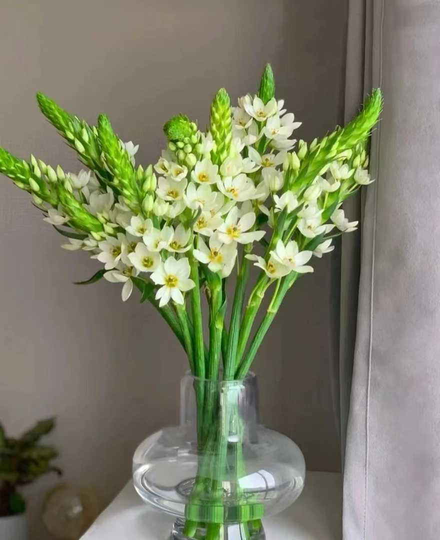 A级圣心百合-云南直发家庭养护生活鲜切花顺丰包邮