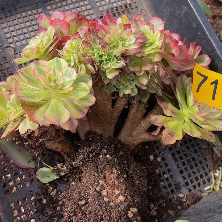 多肉植物福利718