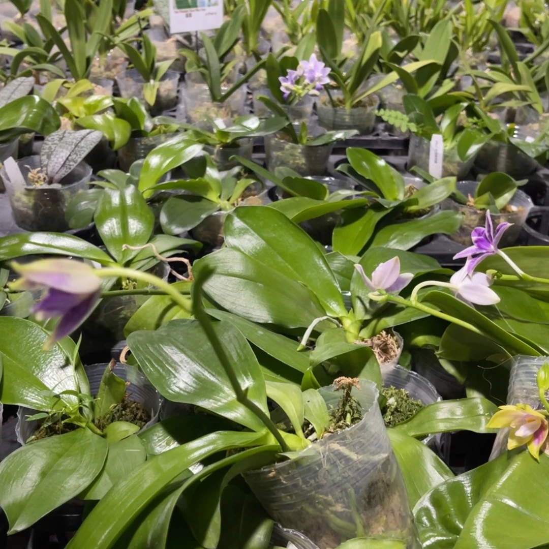 s***u蝴蝶兰原生柳林3485