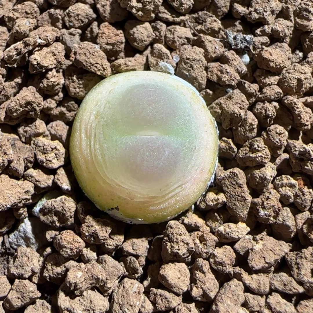 肉锥多肉植物组合-sh1200拉登457