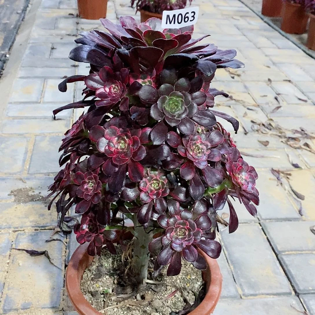 063丽娜阴阳44444444444