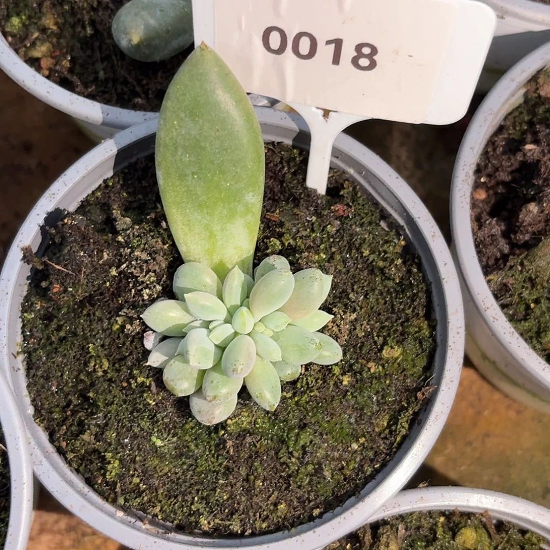 大***7哥特萝莉1234567891011