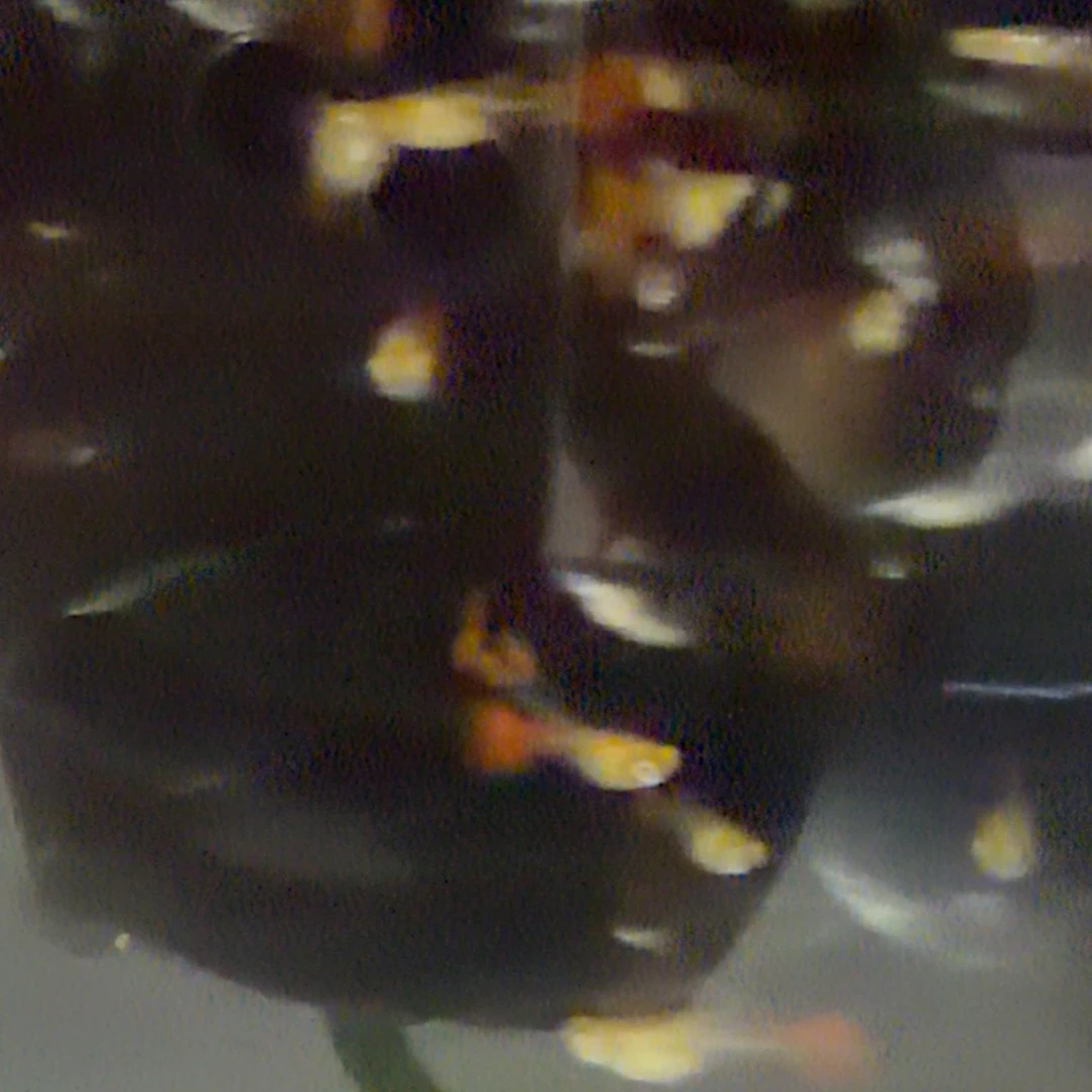 海水鱼孔雀鱼10条