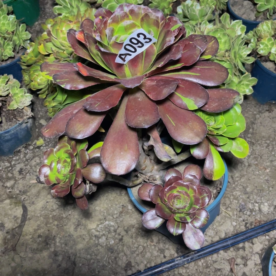花瓣路26/////6包邮