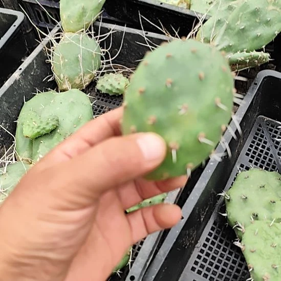 龙***拳胖子硫磺仙人掌无根叶片