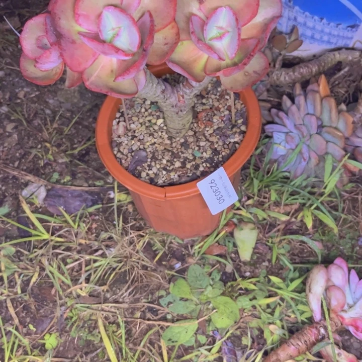 越****秀妍030多肉植物盆栽