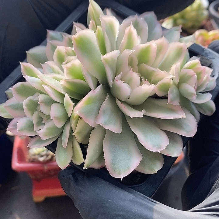 紫蝴蝶锦整无砍4头多肉
