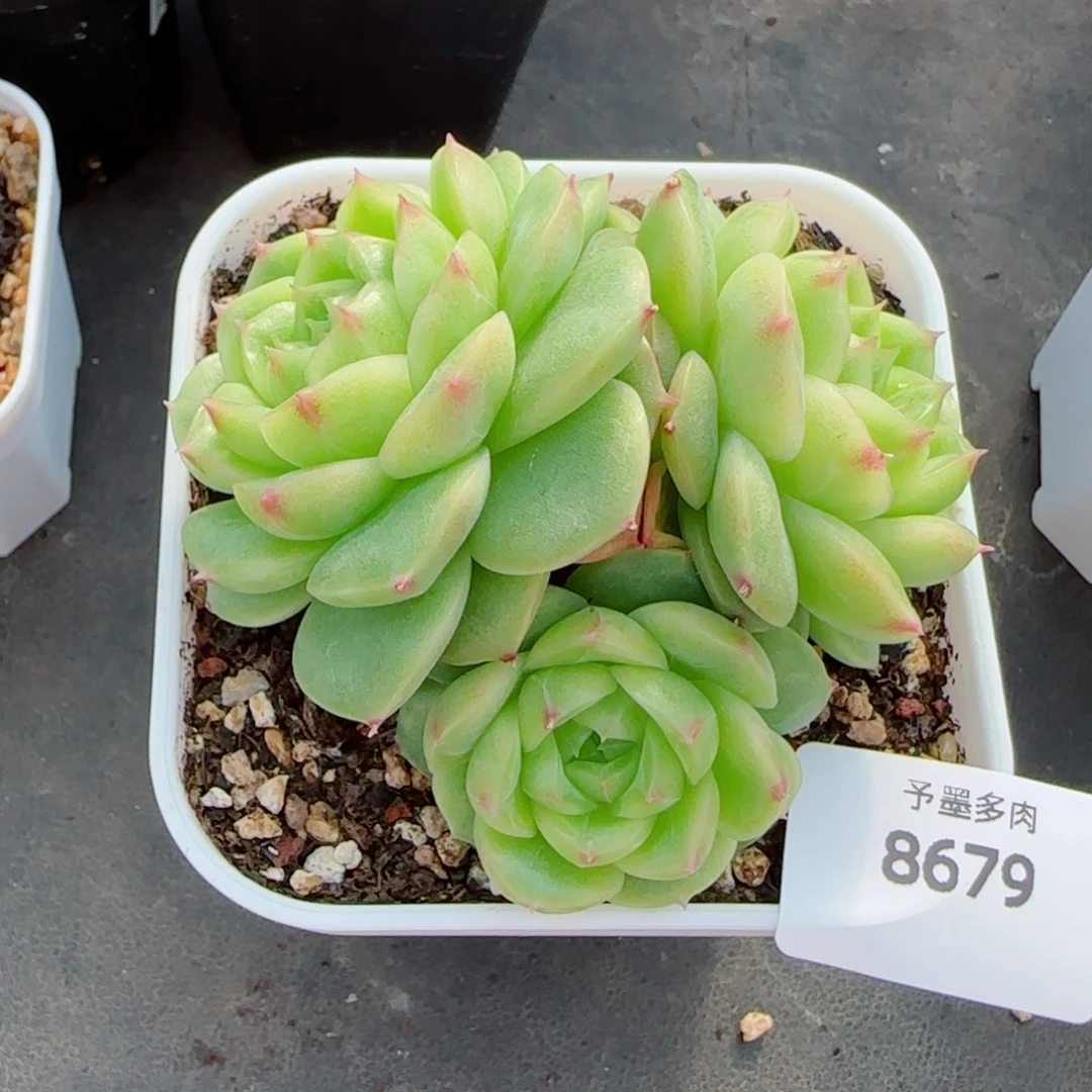 菠萝蜜，8679多肉植物