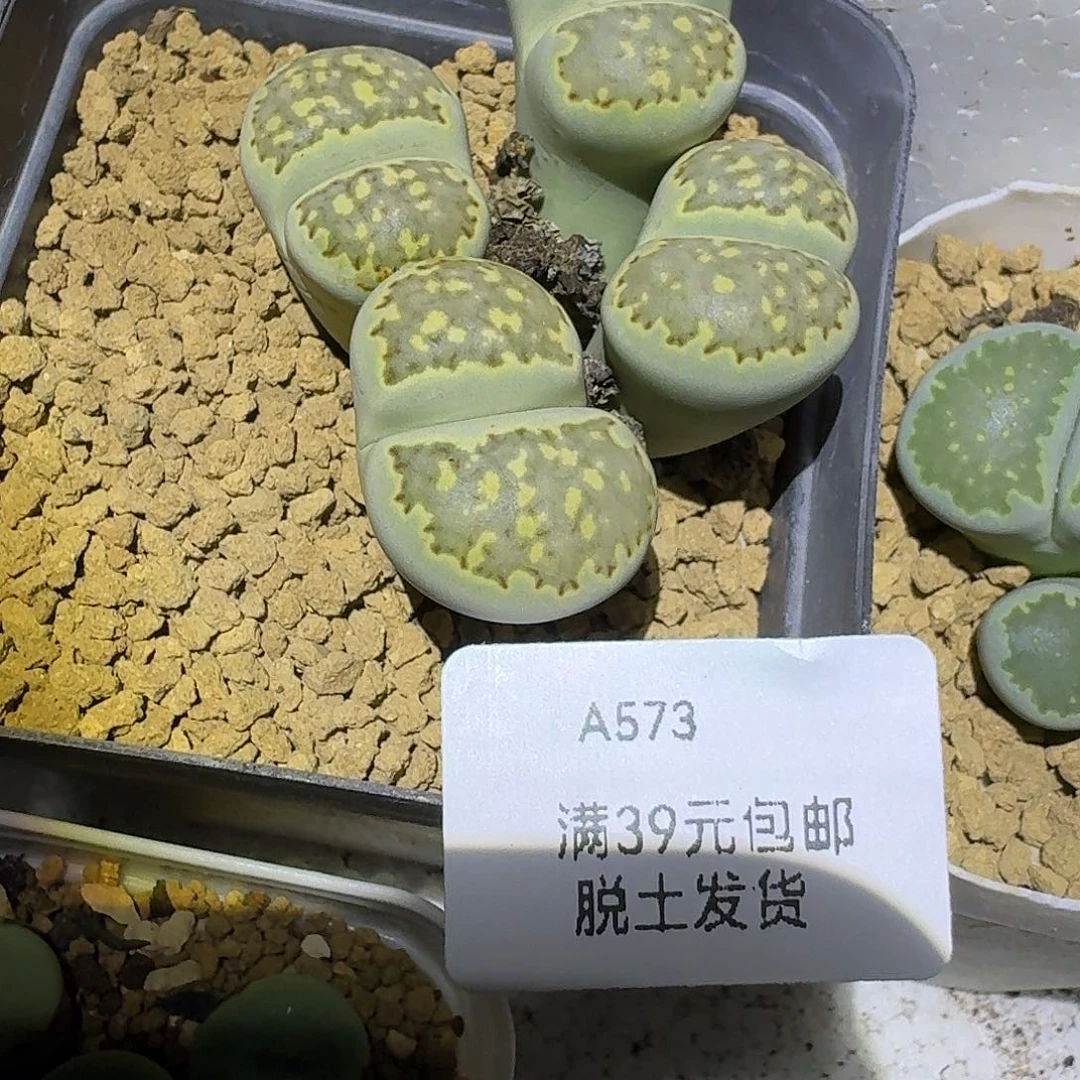 573多肉哈哈哈哈哈哈哈