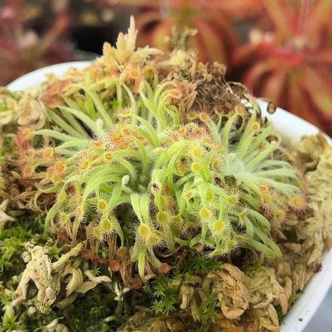 完全开放珊瑚茅膏菜