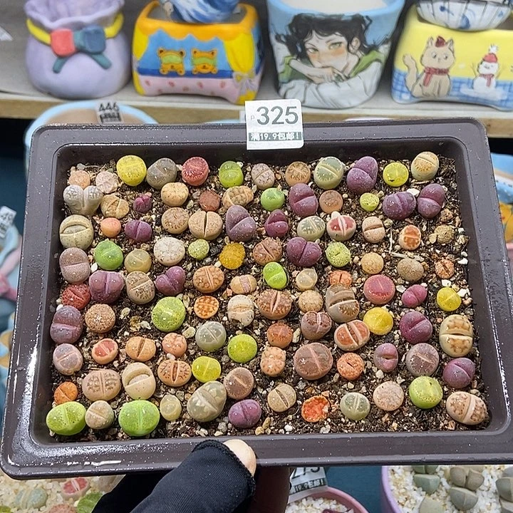 大舅生石花肉锥多肉325