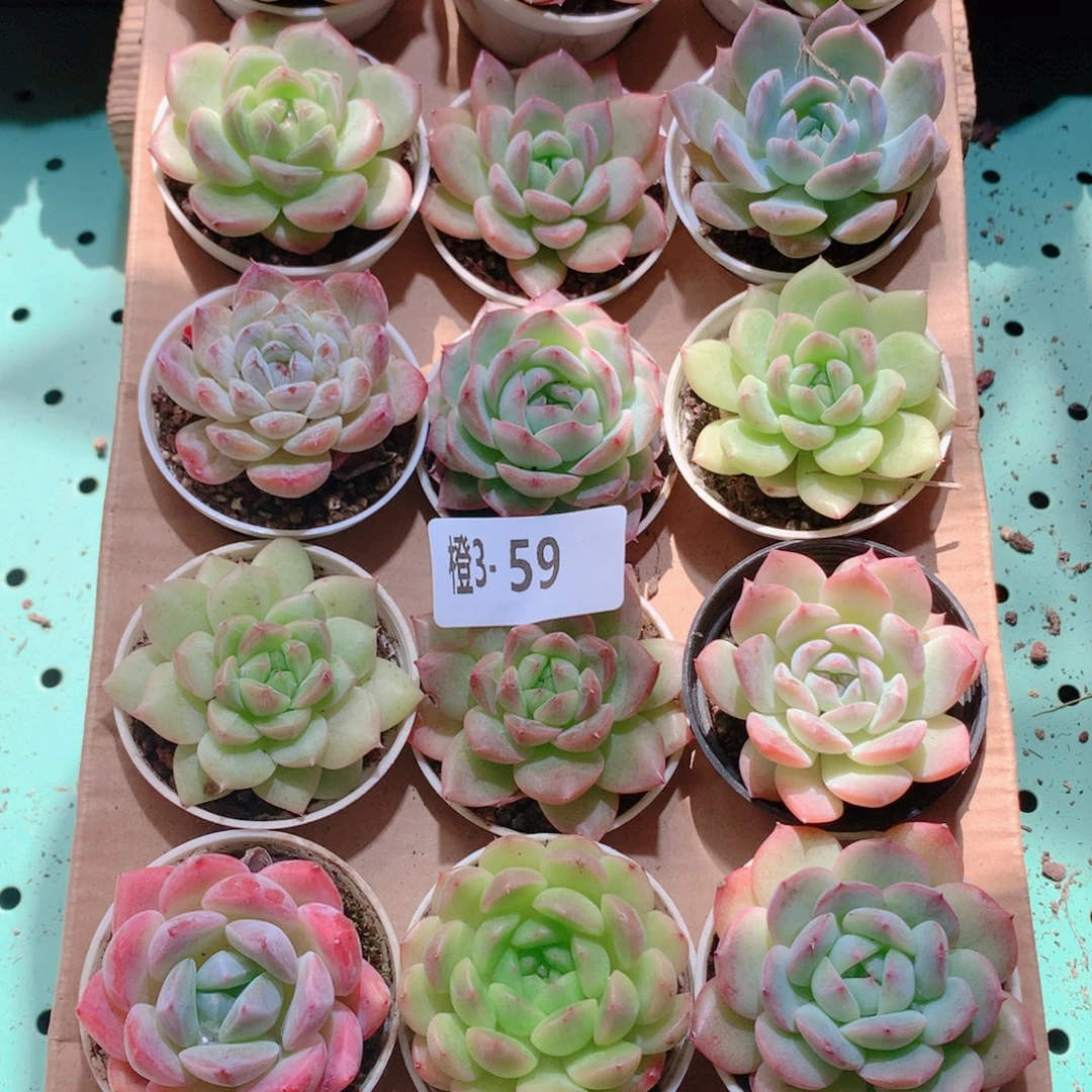 3-59一物一拍多肉带盆18颗