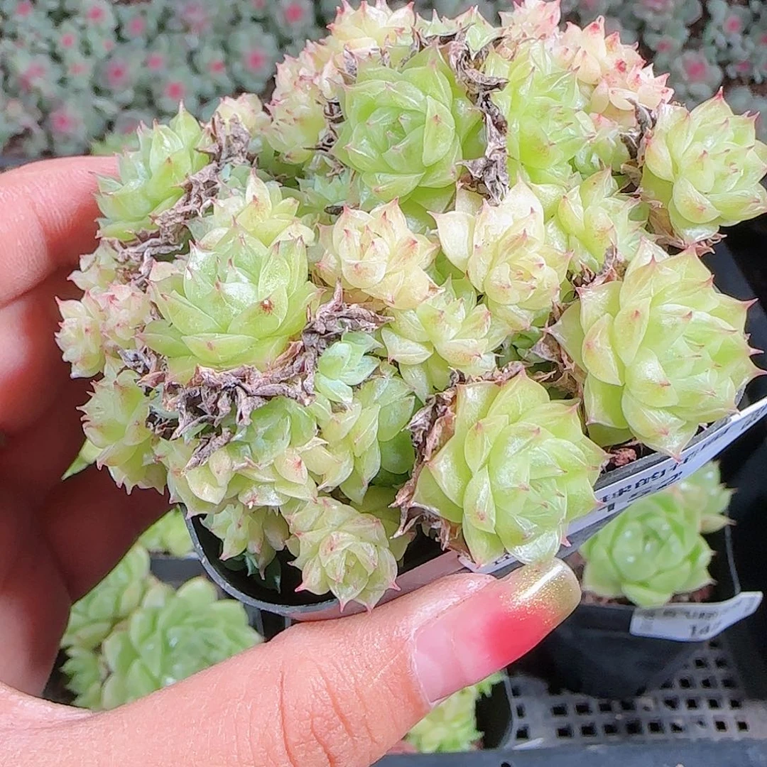 0923-152麦秆优选不包整