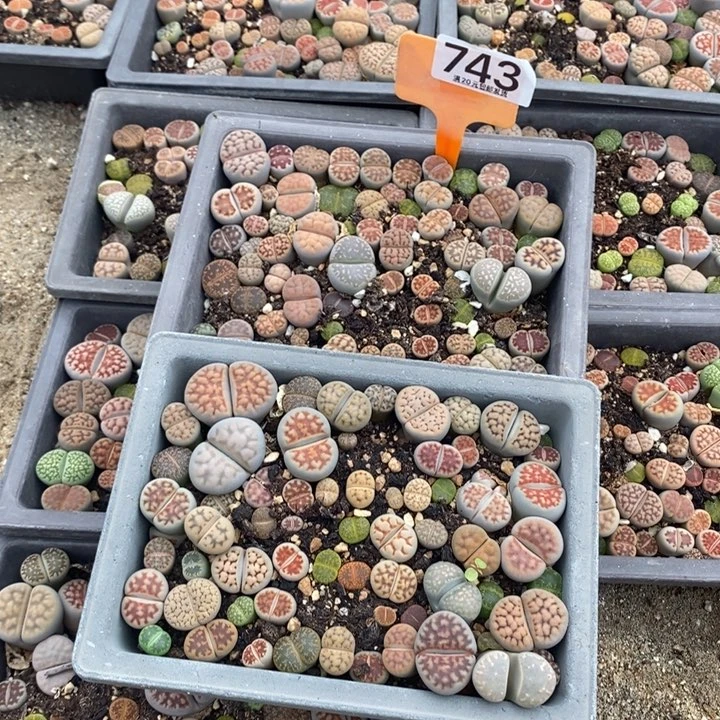 用****6生石花小苗743