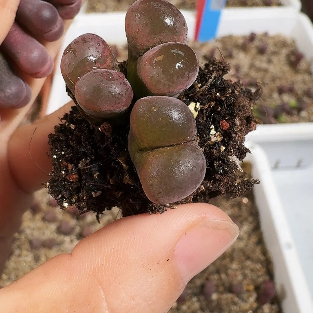 崔***儿多肉植物福利风铃166