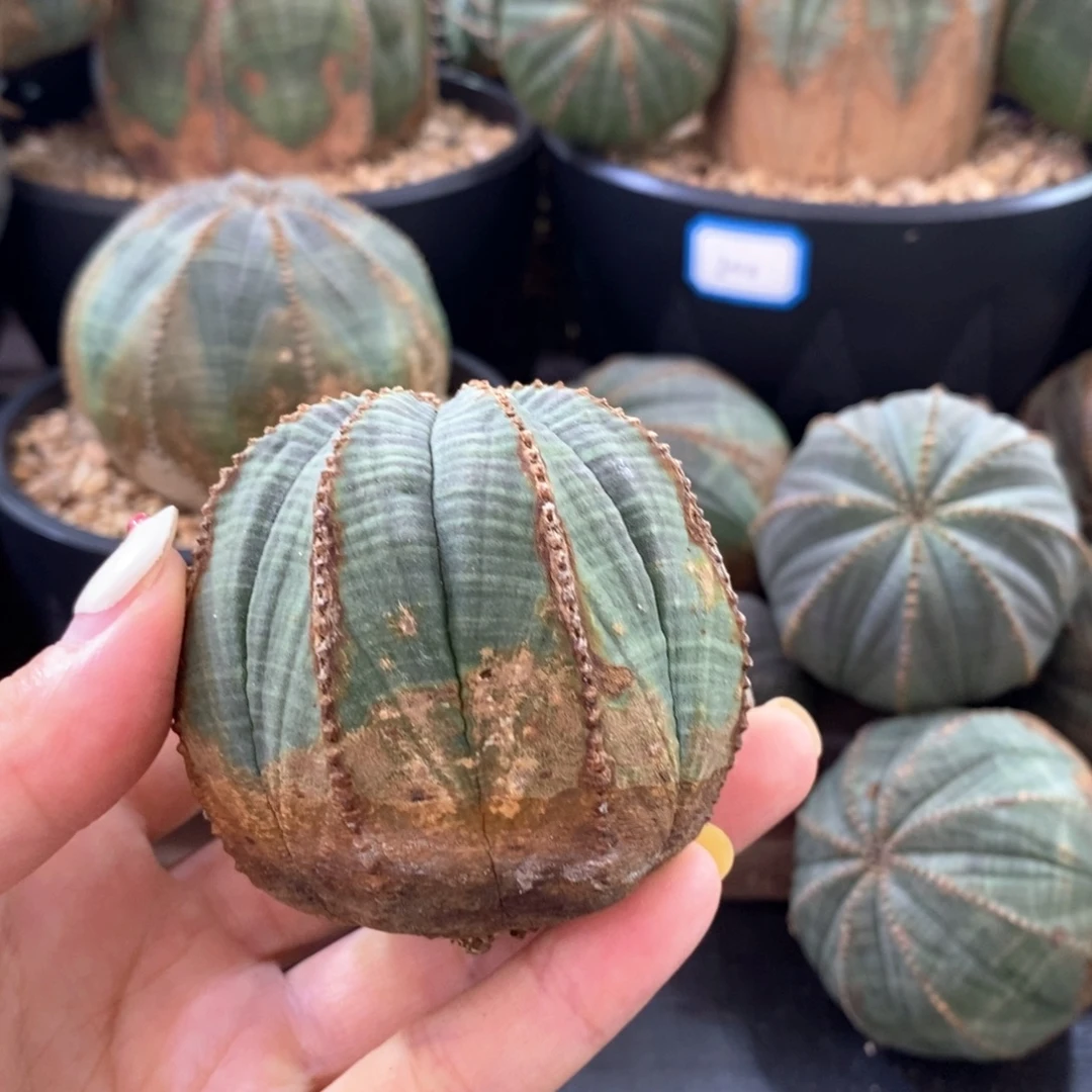 原产地布纹球精品一物一拍
