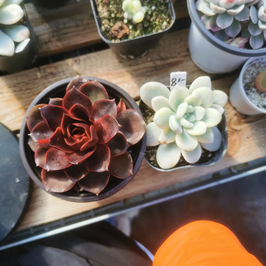 红灯洛神锦多肉植物（宁宁专属）