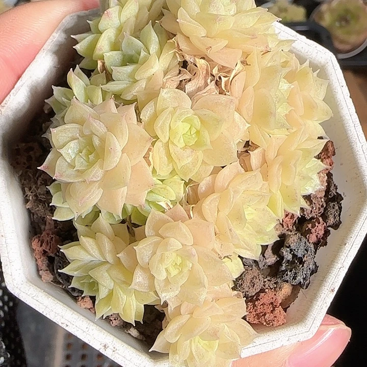1119------135麦秆