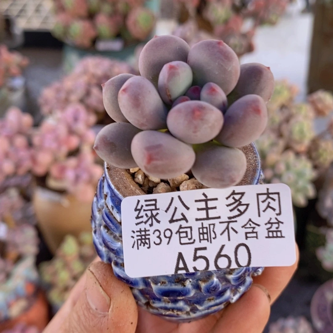 仙子奶酪单头560多肉植物