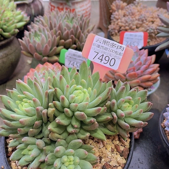 7490二代虞。