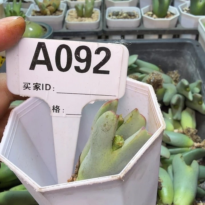 一****092。满38包邮肉锥