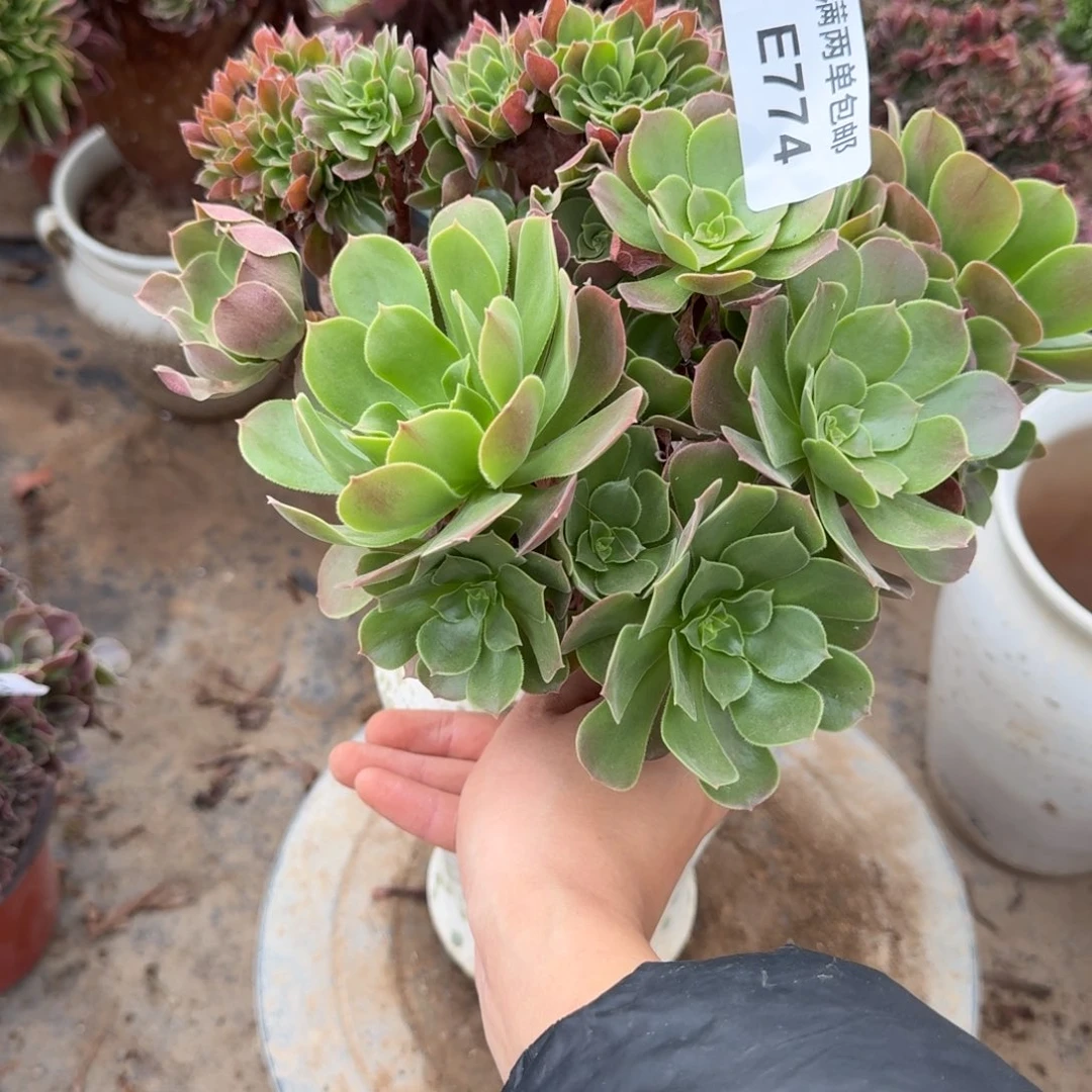 774柠檬缀化法师多肉