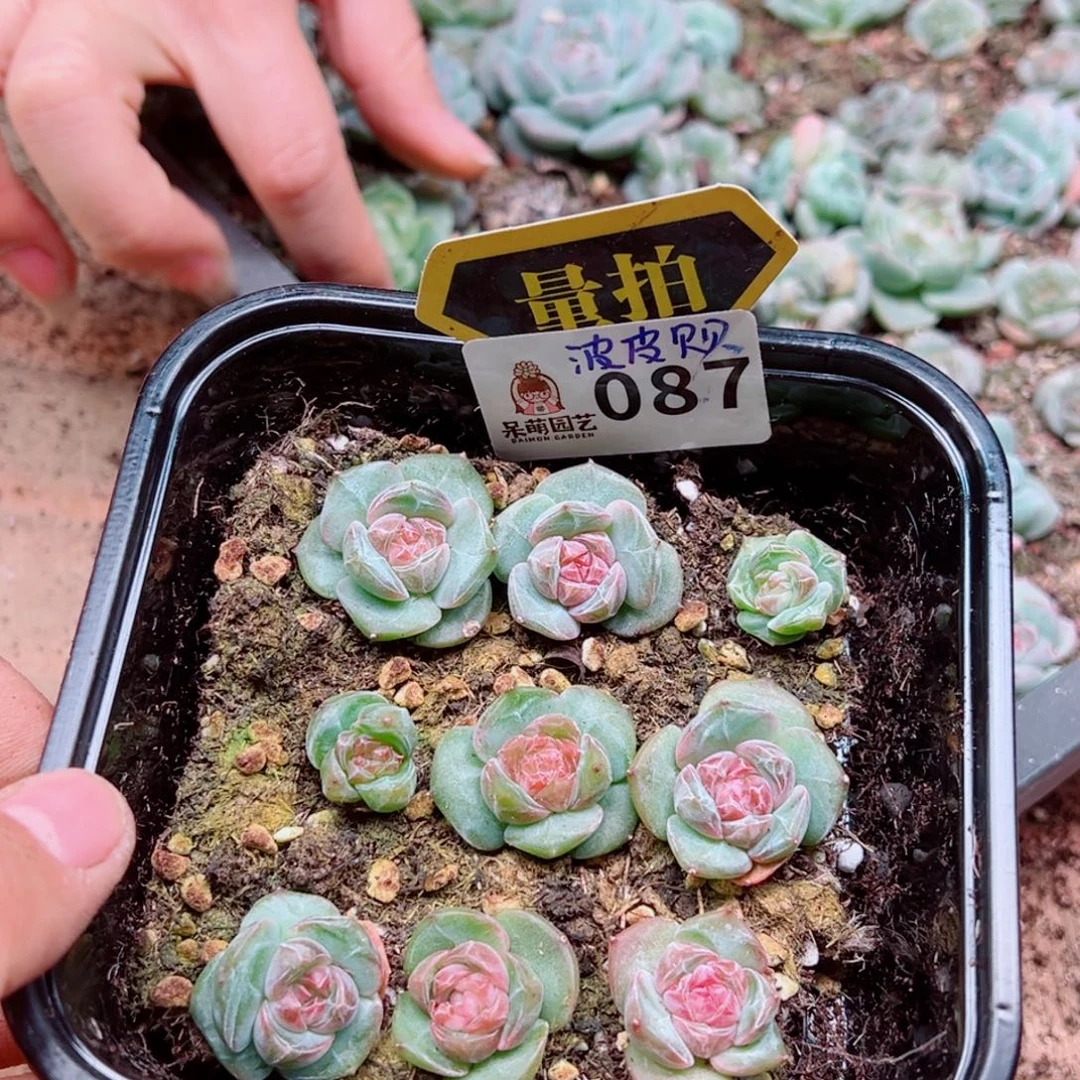 多肉植物多肉植物