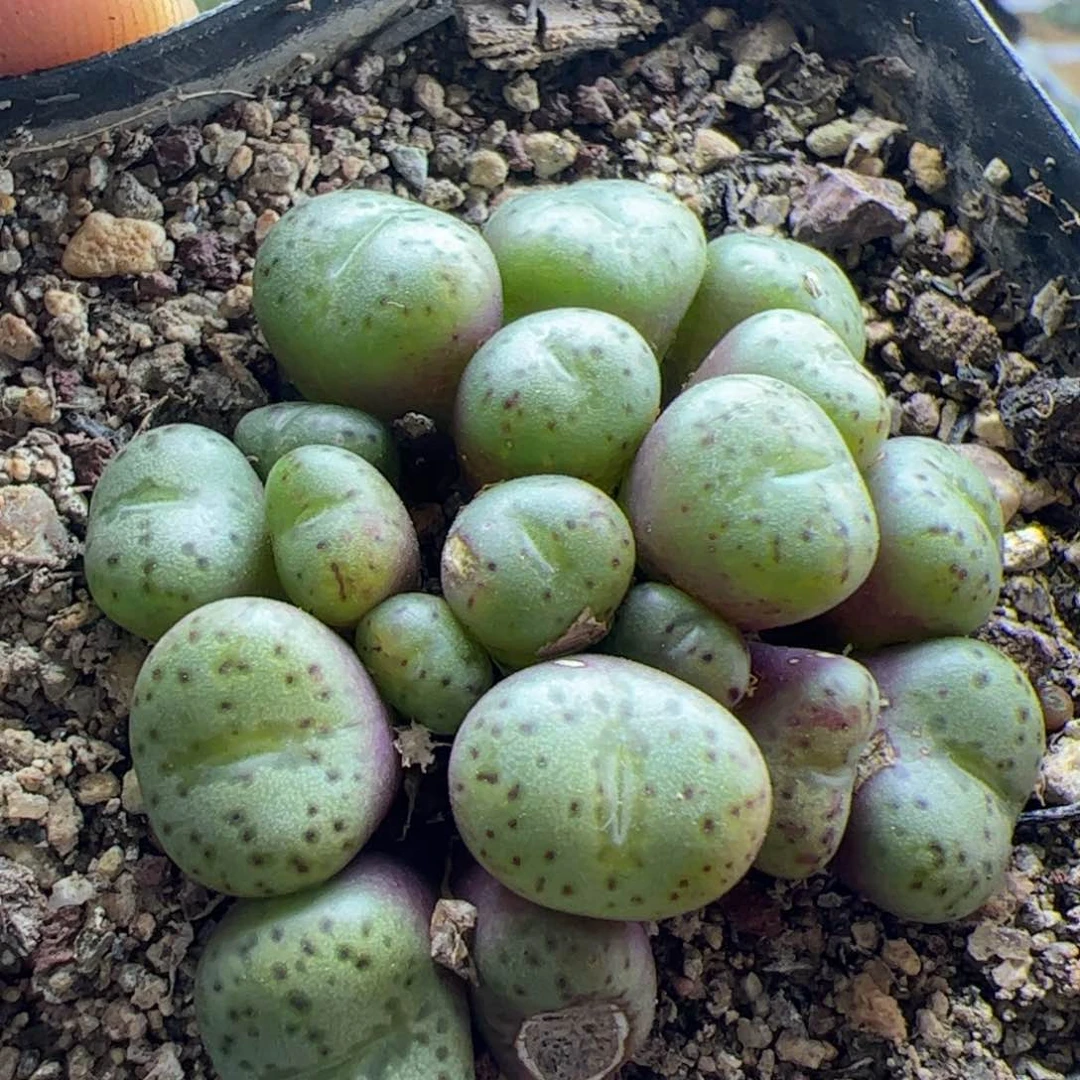 大家过年好23199