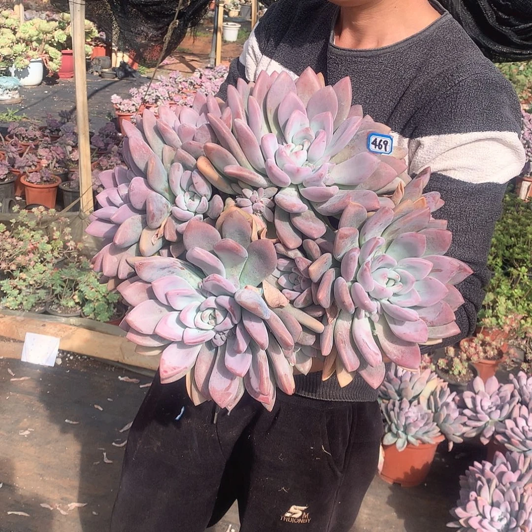 469 奥普 一物一拍多肉