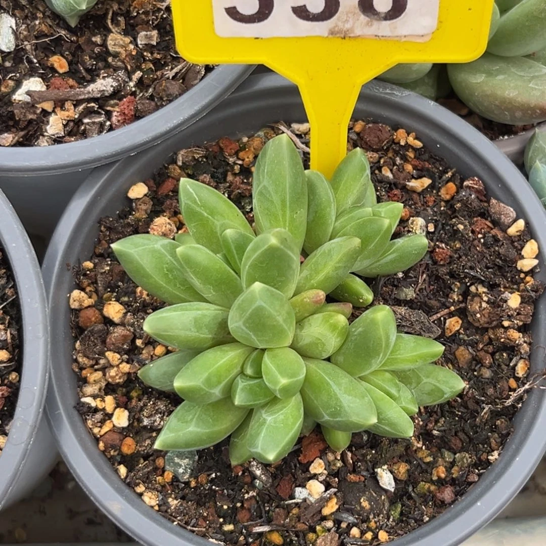 领航员多肉植物538