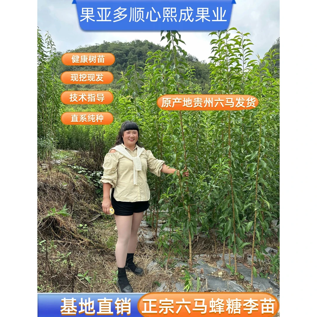 正宗贵州六马蜂糖李一年苗，源头产地直销