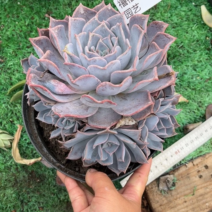 88露西娜多肉植物