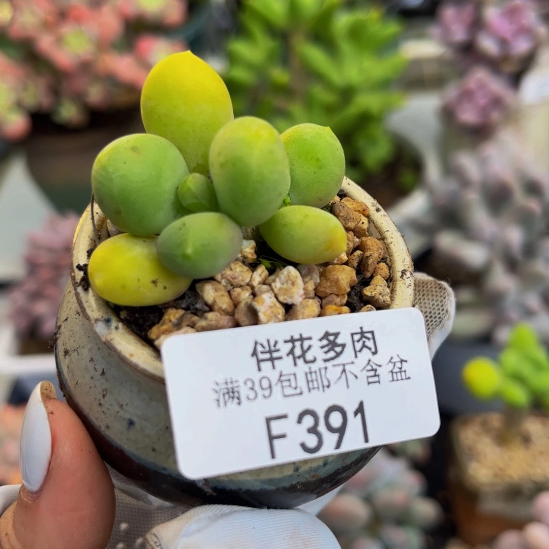 391-芒果奶多肉3cm