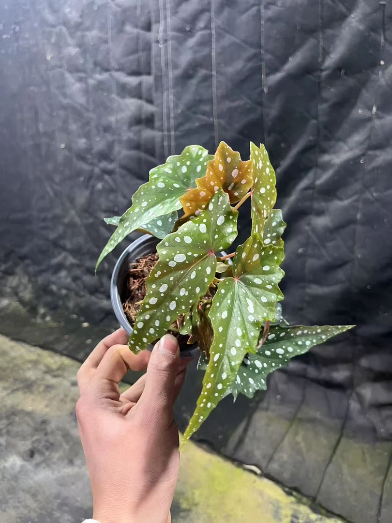 秋海棠沙丁鱼       轻微叶损不售后十度以下请拍保温