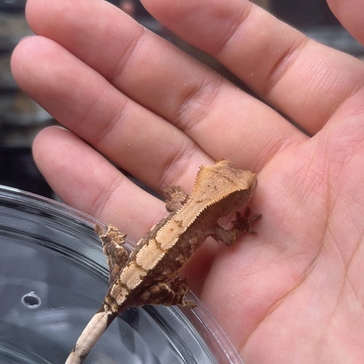 睫角守宫u1奶油小丑