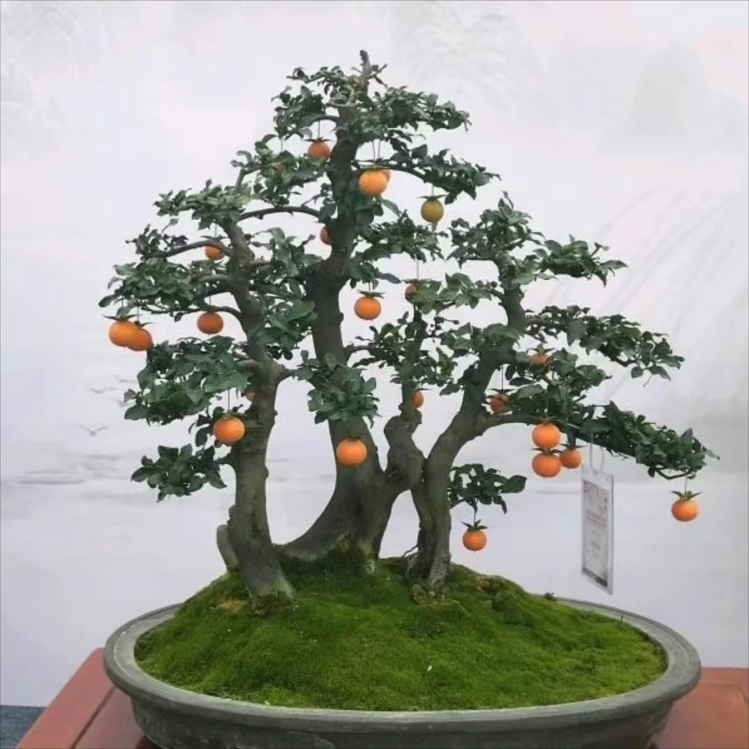 金弹子盆景  高端 庭院绿化 私家园林 花园盆景