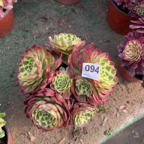 094海王朵朵多肉，