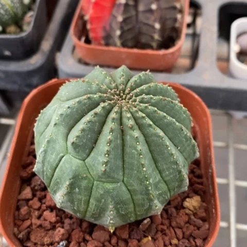 实生大布纹球5仙人球