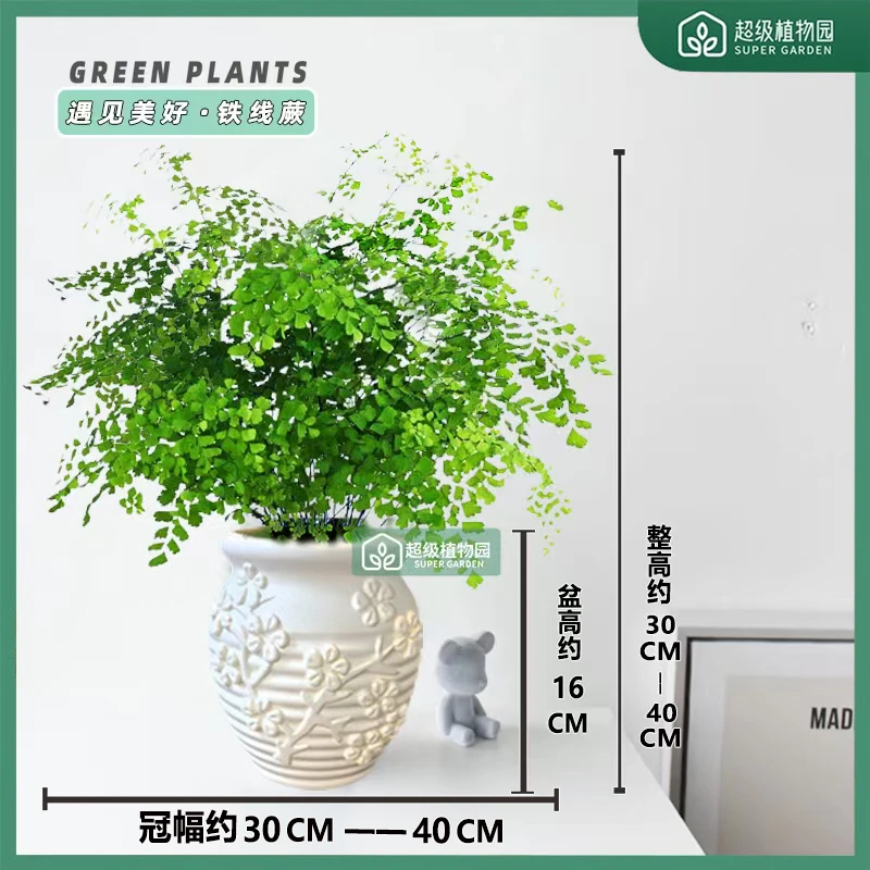 铁线蕨绿植盆栽室内净化空气绿植办公室植物耐阴好养四季30-40cm