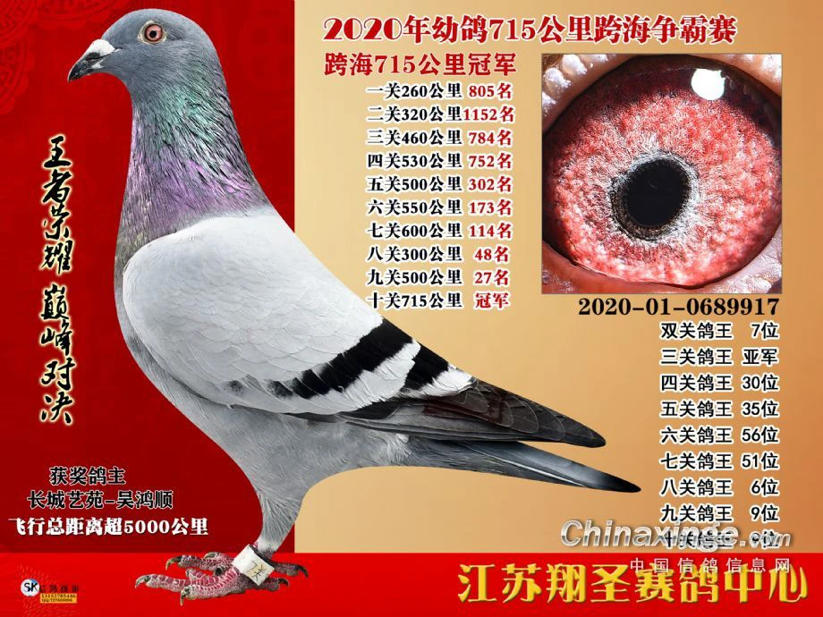 鸽子信鸽种鸽成绩鸽公棚名家鸽子