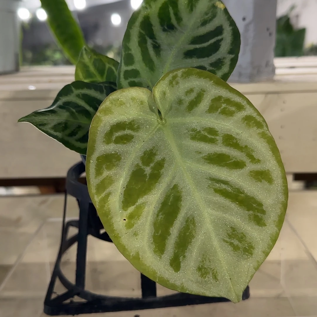 无花朵铜锣烧花烛