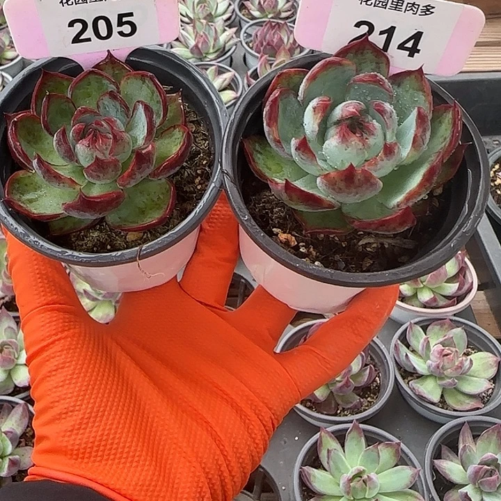 205、214 惊鸿仙子多肉植物