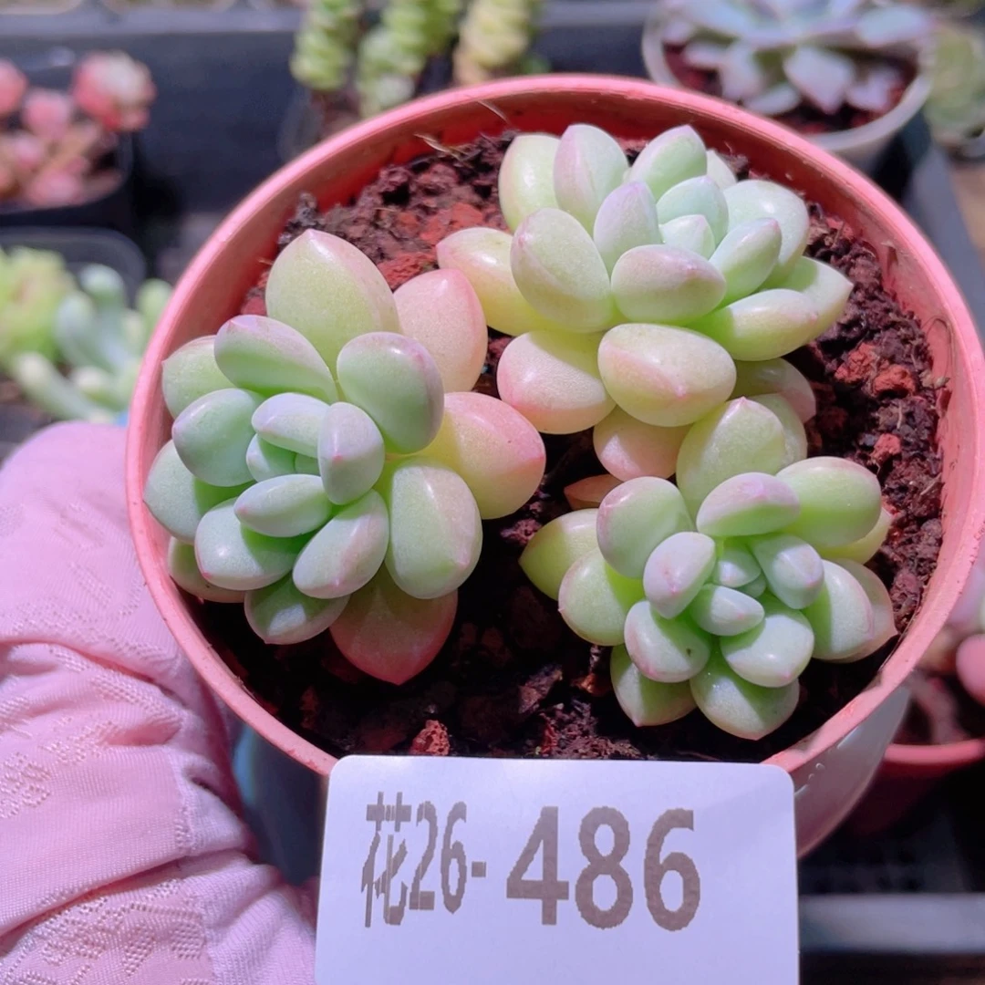 花利美26-486泡泡糖