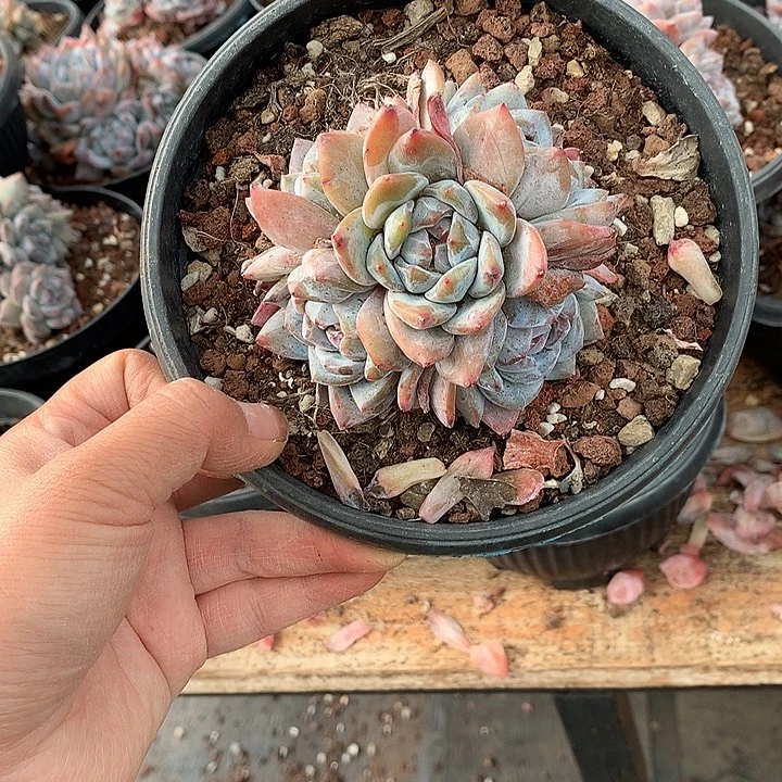 招摇哈哈哈哈哈哈哈