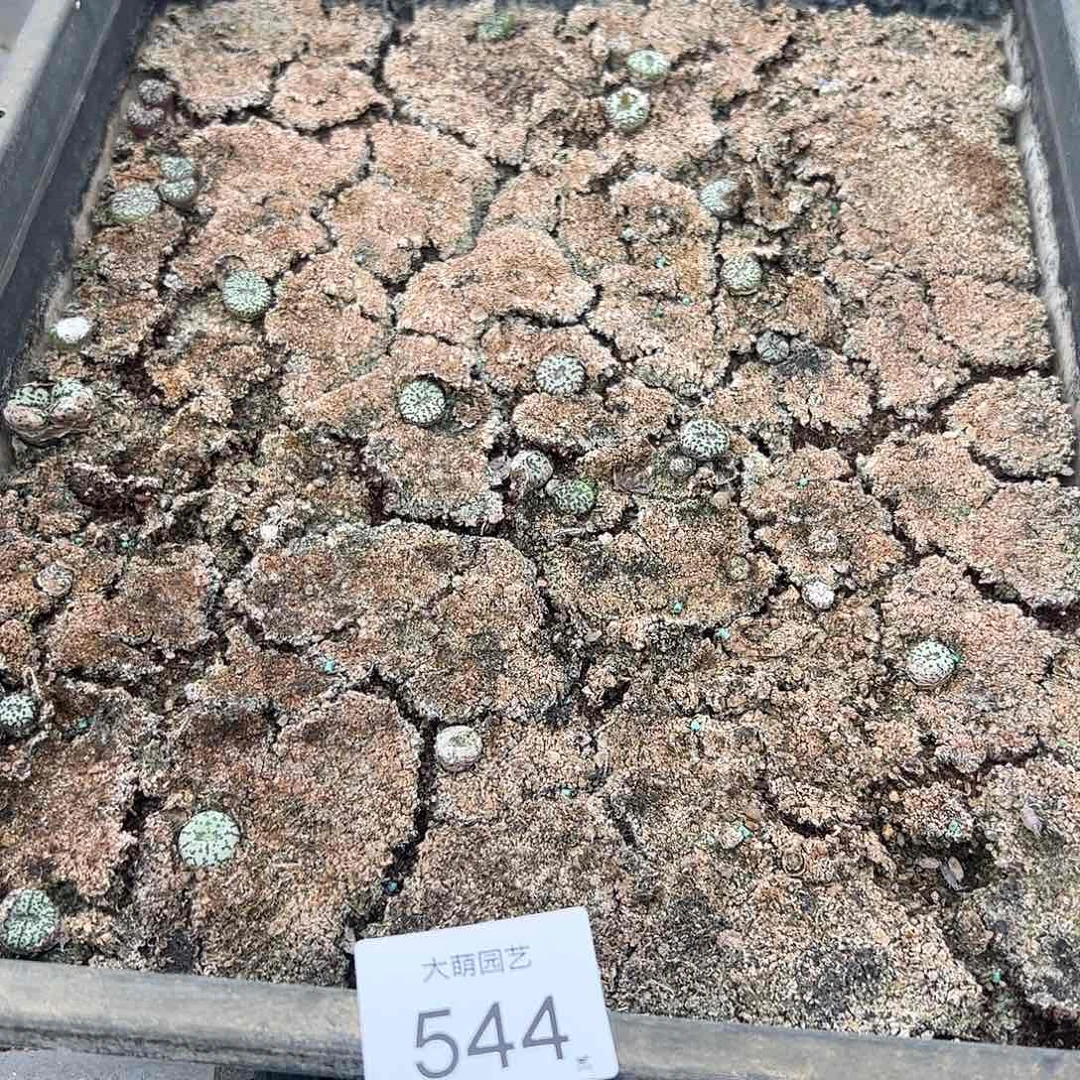 清框脱土发无售后默认有疤，544