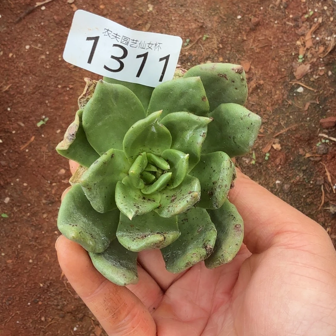 3代杂交仙女杯多肉福利