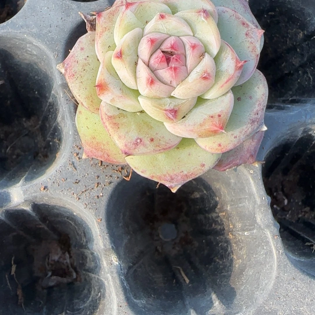 多肉小卡拉米糖心一物一拍